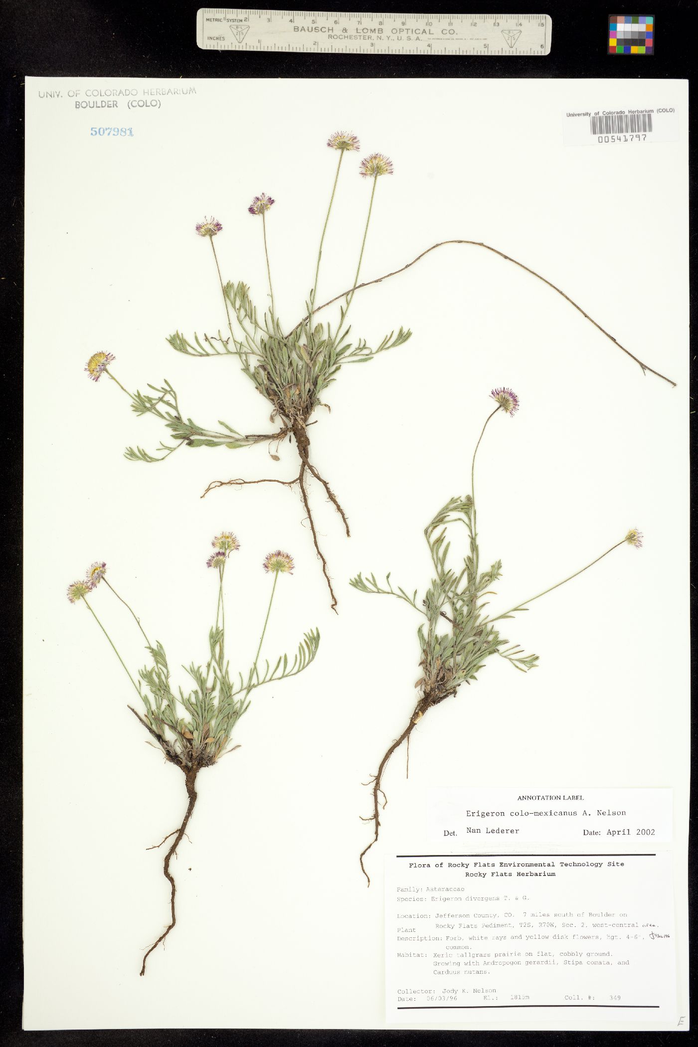 Erigeron colo-mexicanus image