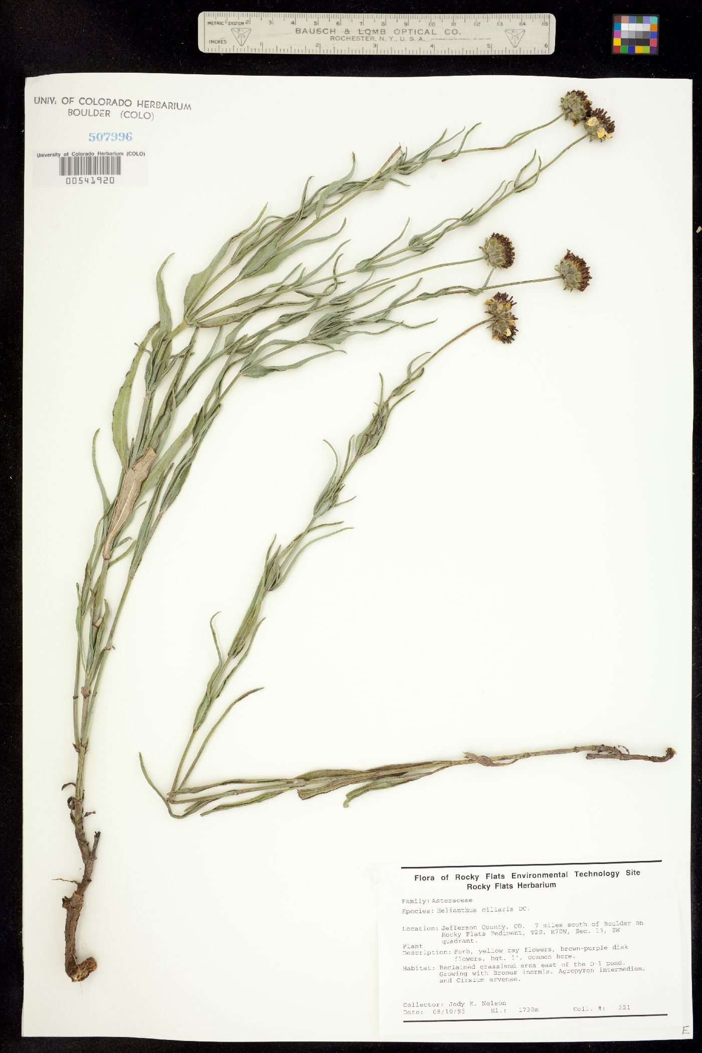 Helianthus ciliaris image