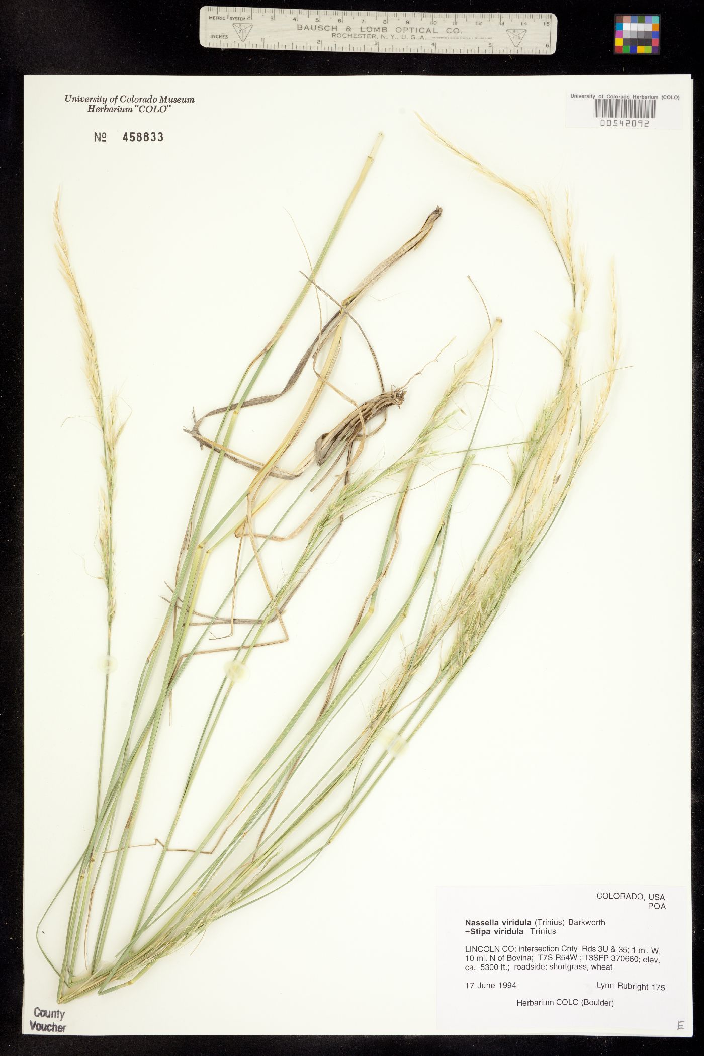 Nassella viridula image