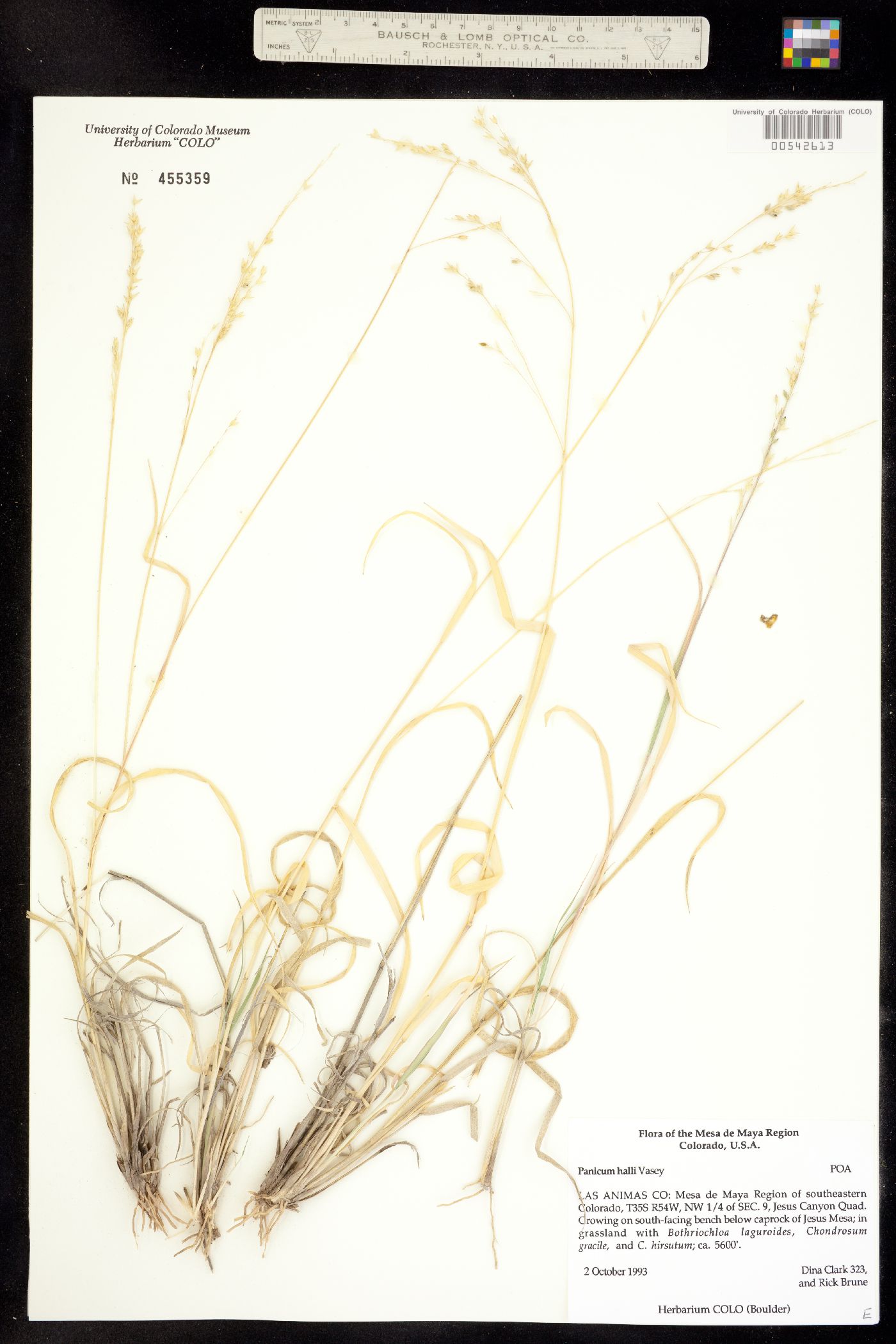 Panicum hallii image