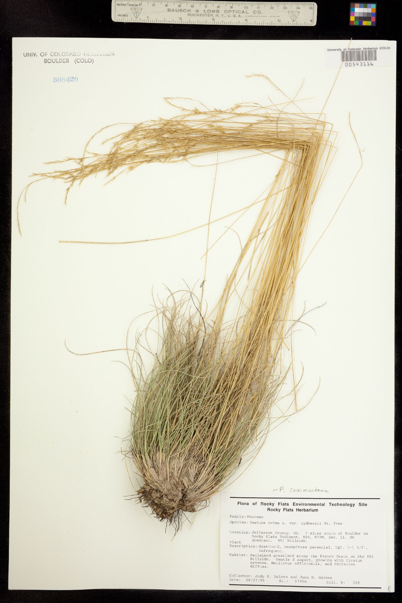 Festuca saximontana image