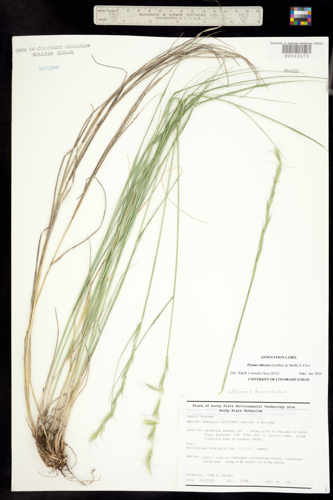 Elymus albicans image