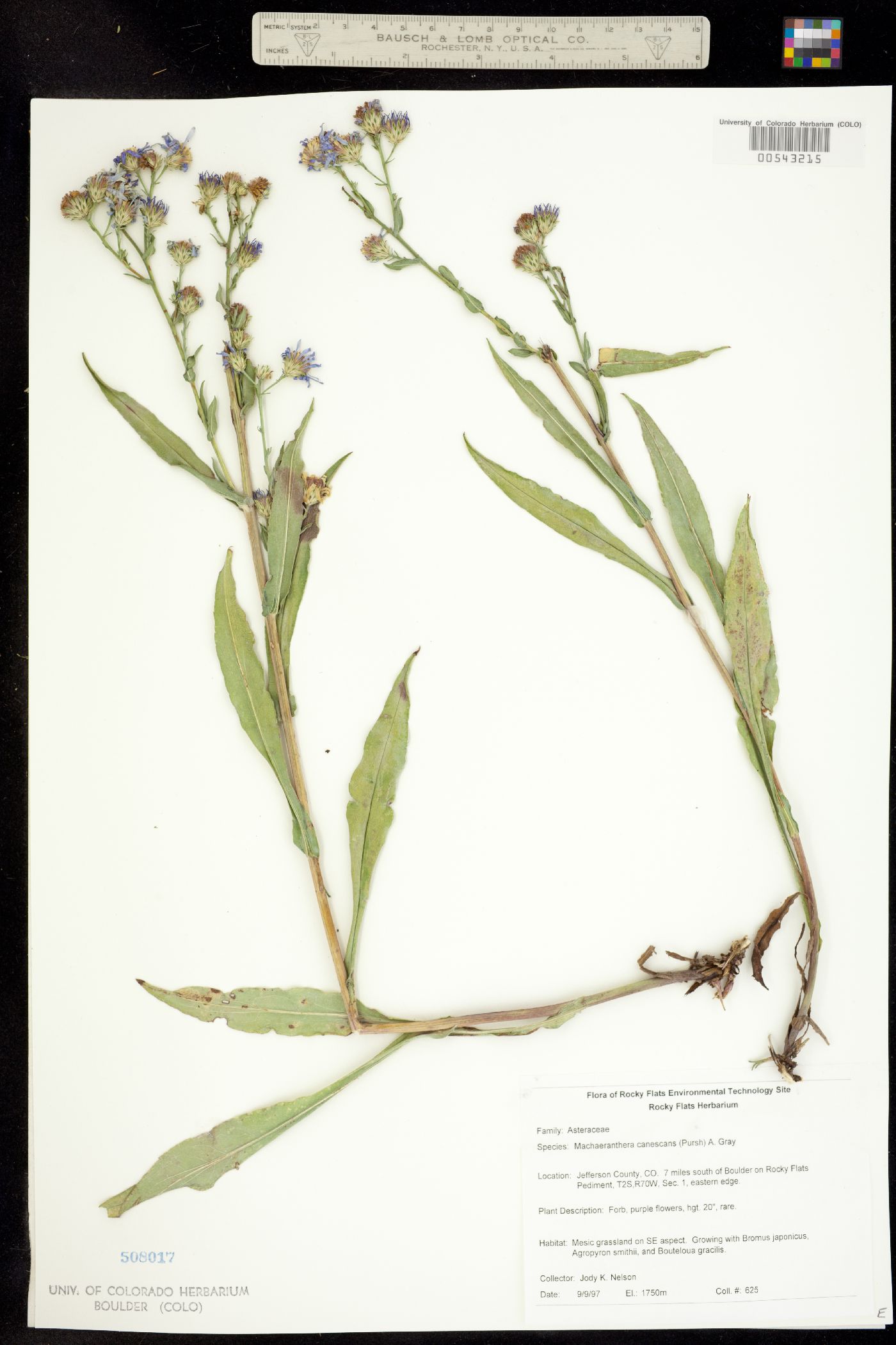 Machaeranthera image
