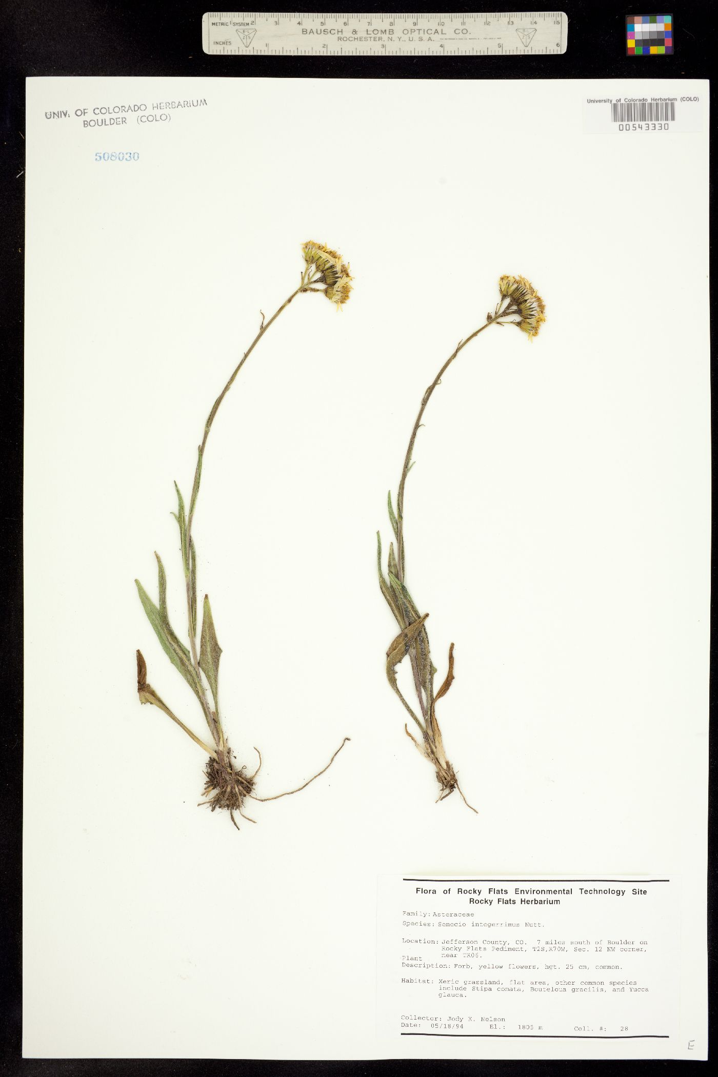 Senecio integerrimus image