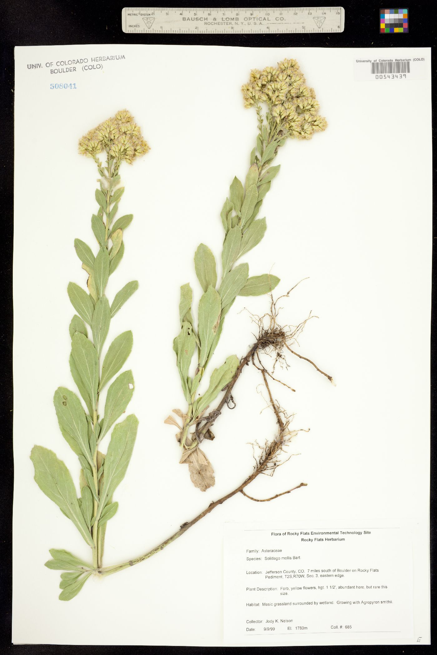 Solidago mollis image