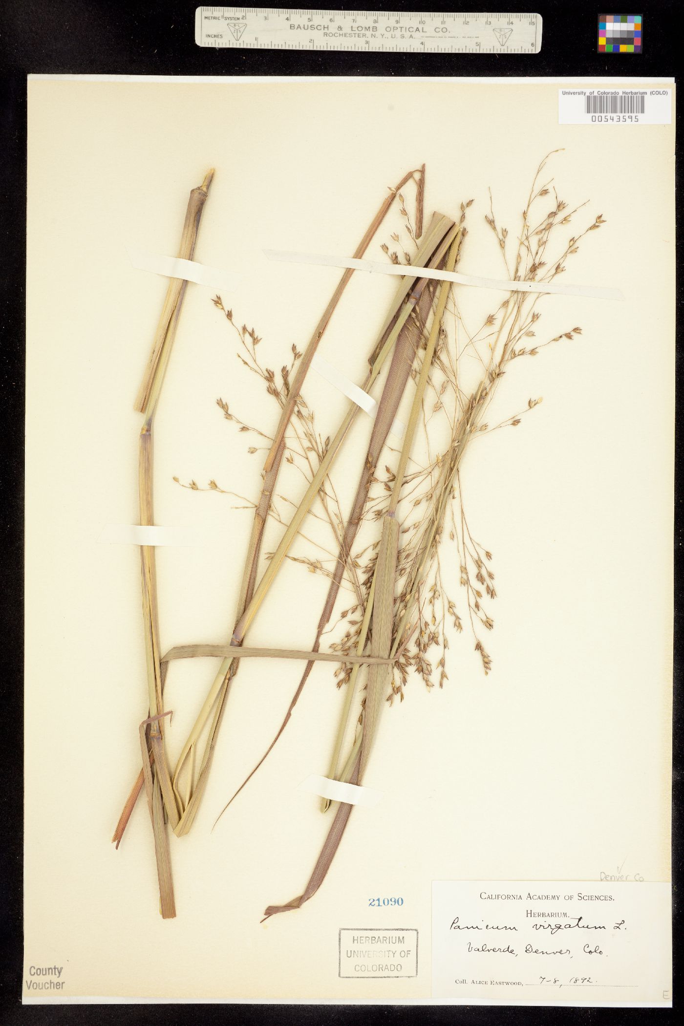 Panicum image