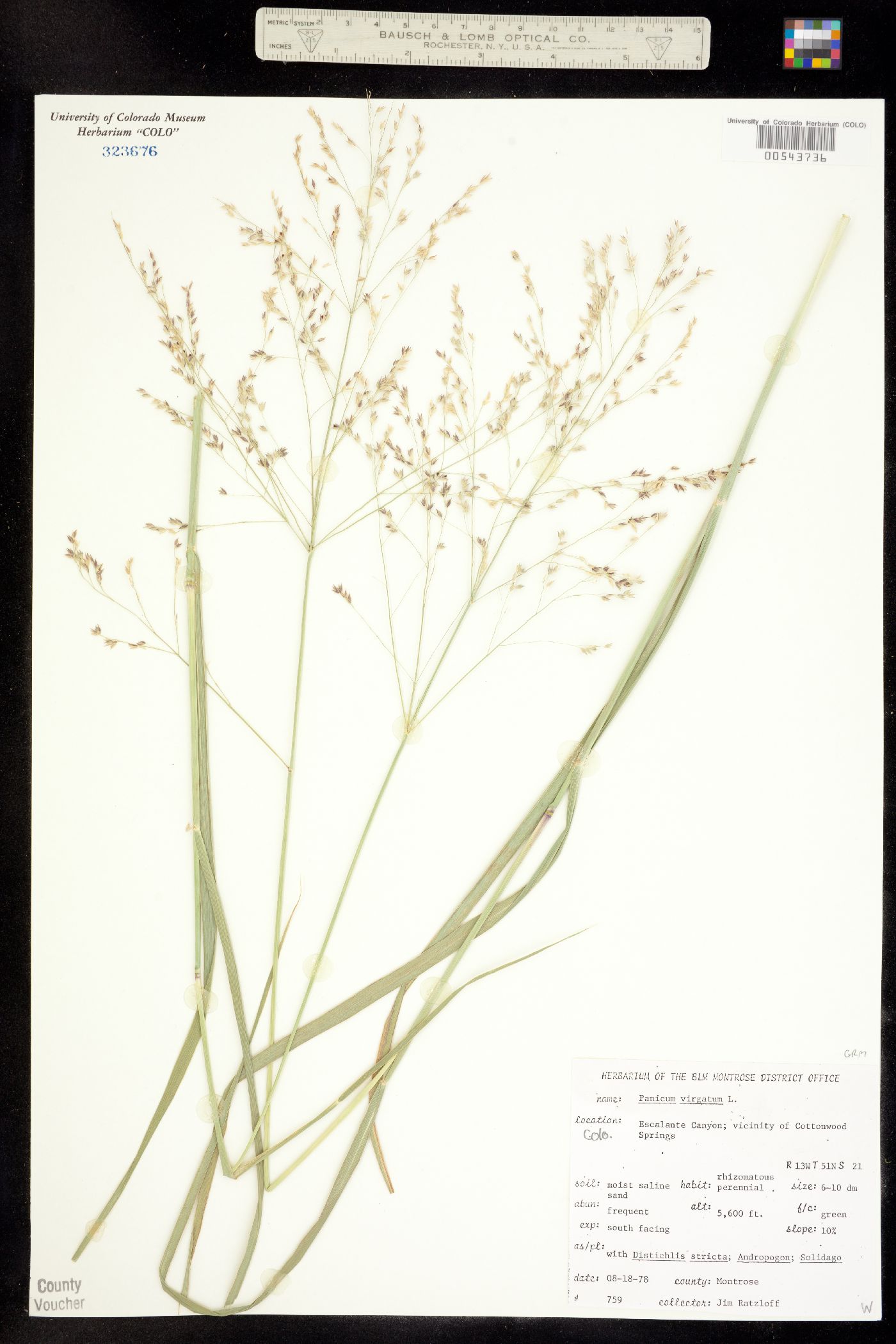 Panicum virgatum image