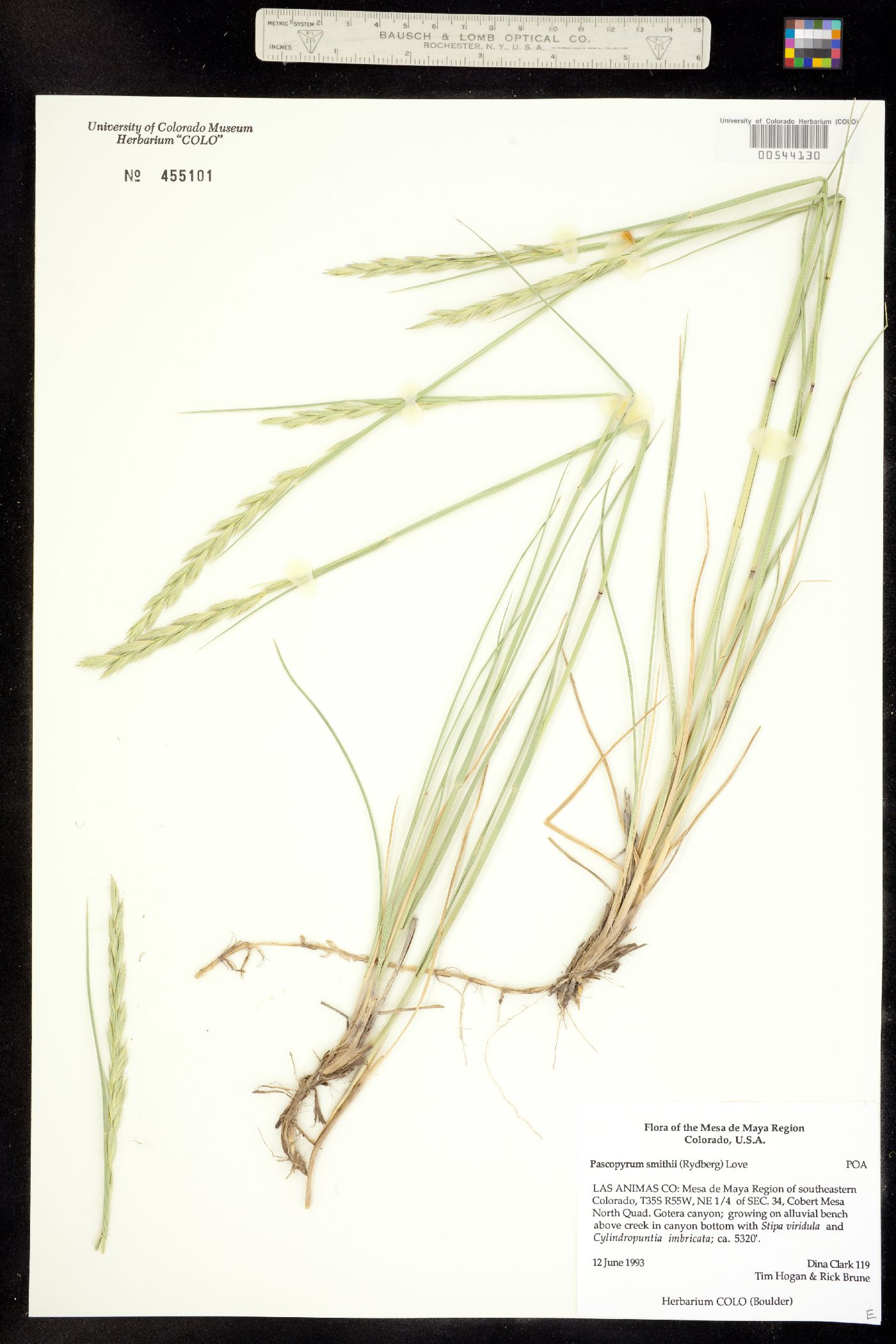 Pascopyrum smithii image