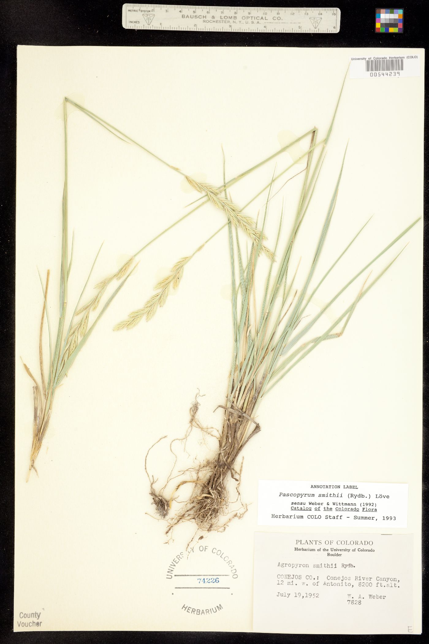 Pascopyrum smithii image