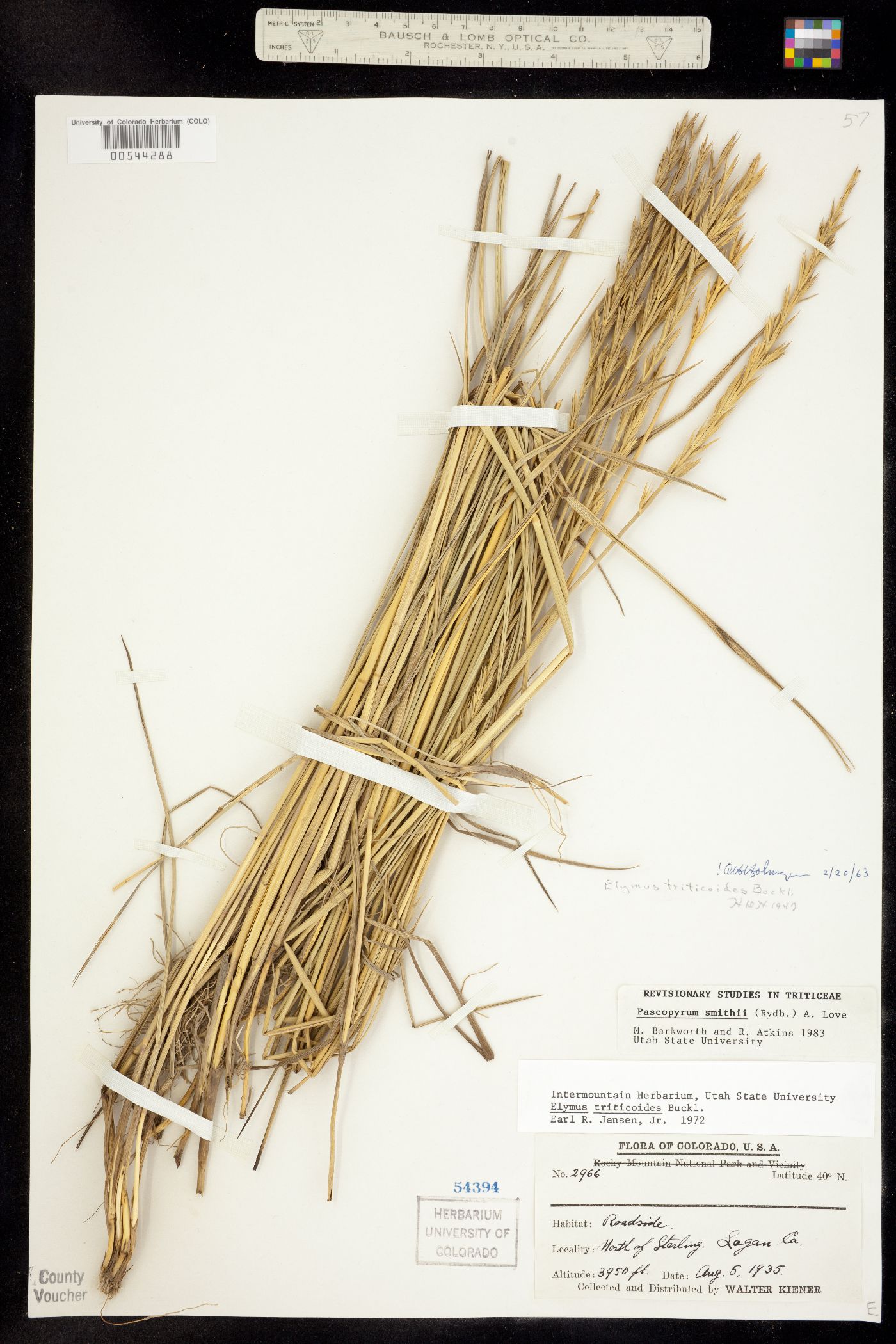 Pascopyrum smithii image