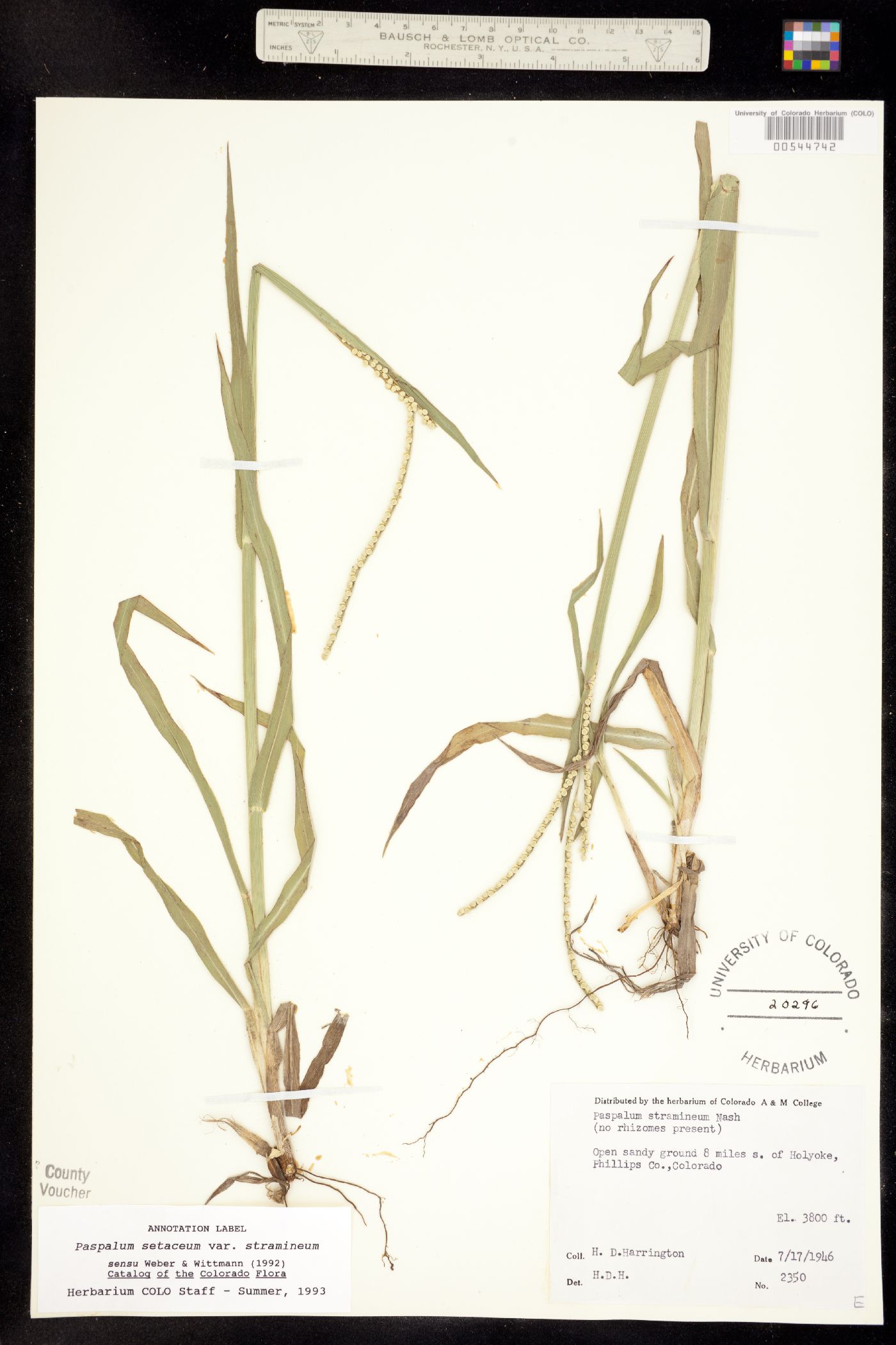 Paspalum setaceum image