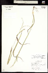 Paspalum setaceum var. stramineum image