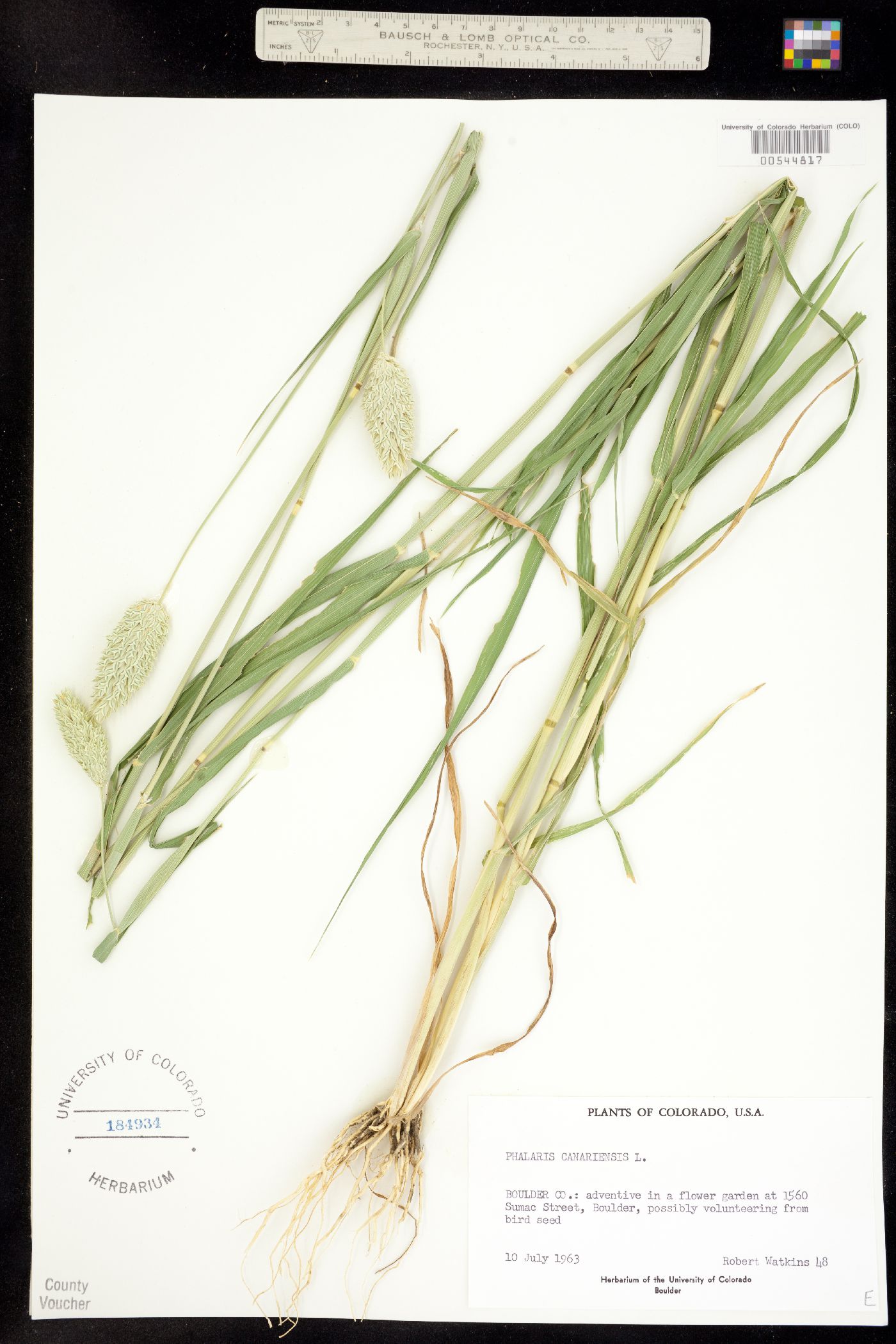 Phalaris canariensis image