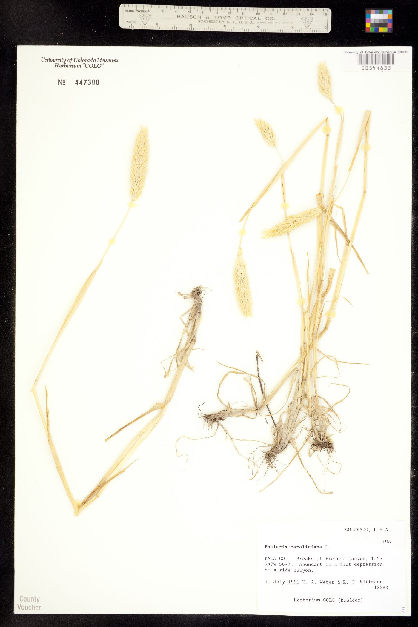 Phalaris caroliniana image