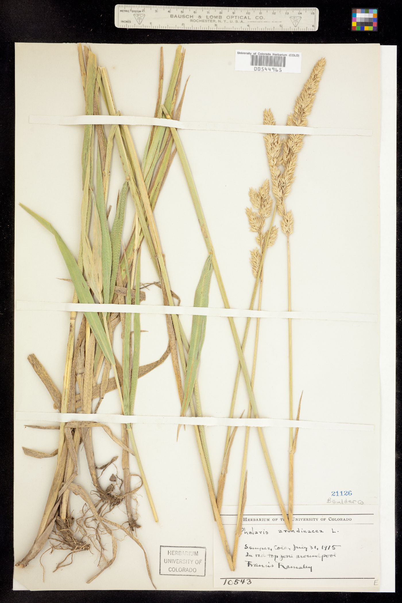 Phalaris arundinacea image