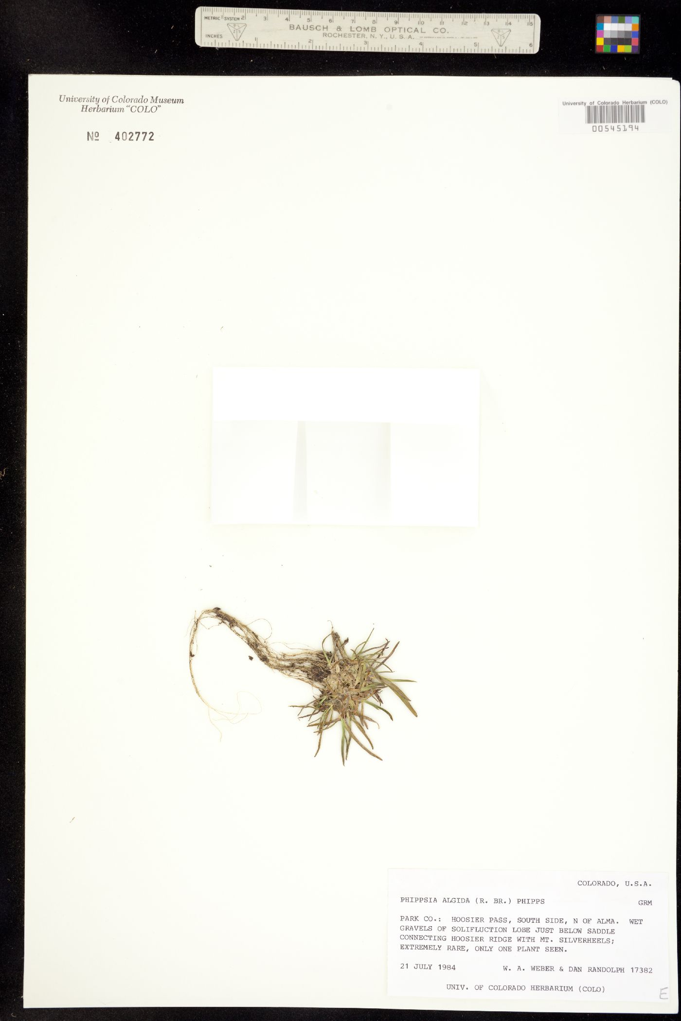 Phippsia algida image