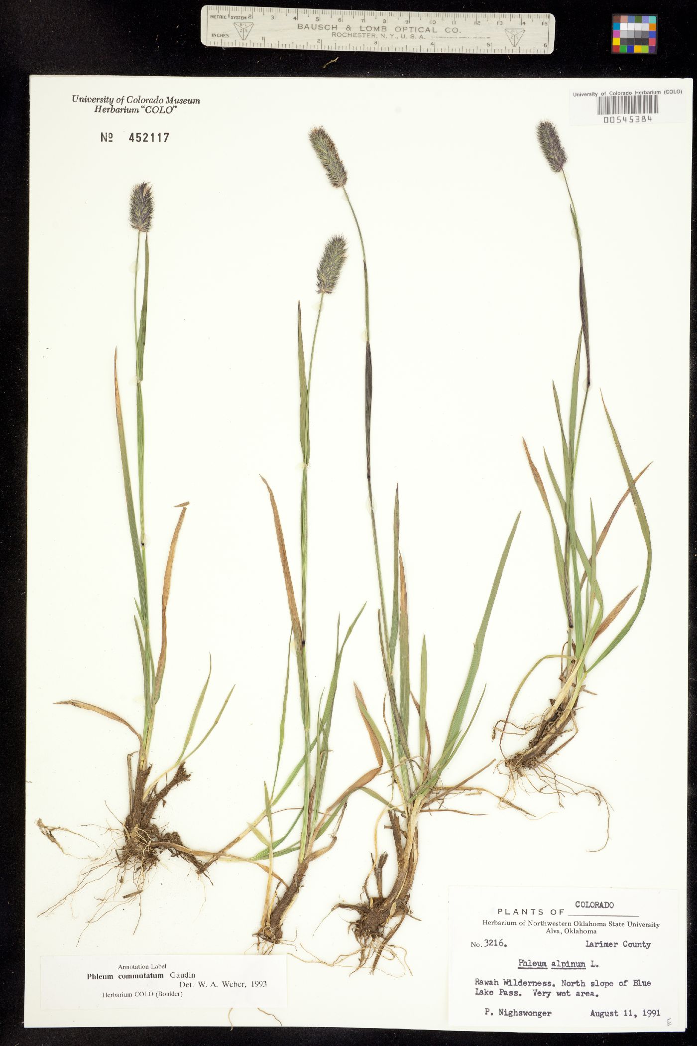 Phleum alpinum image