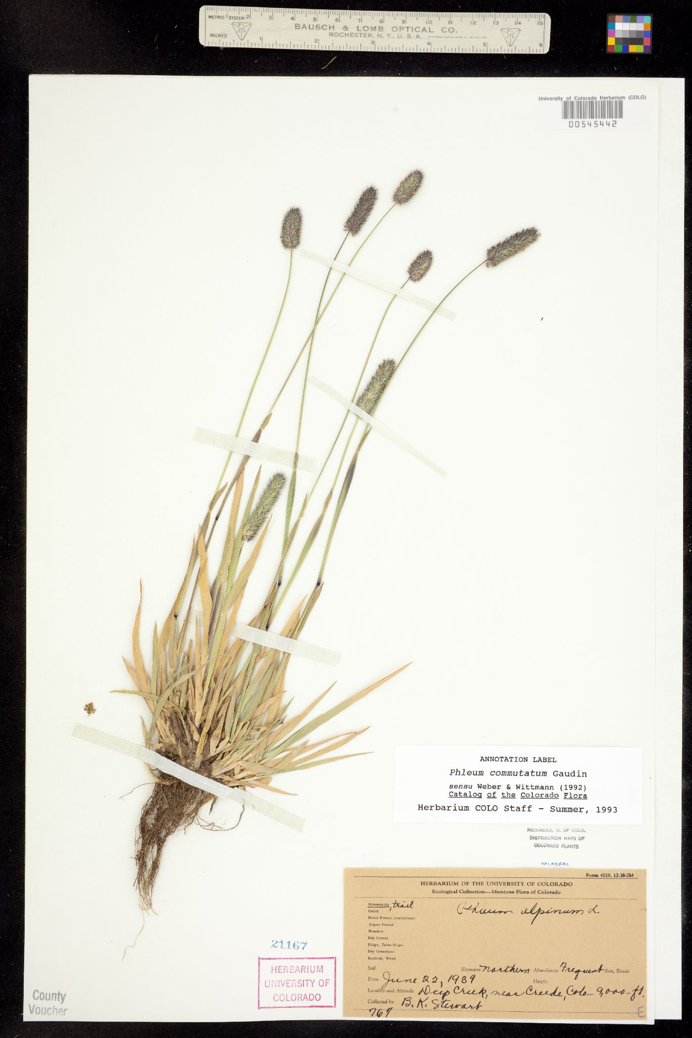 Phleum image