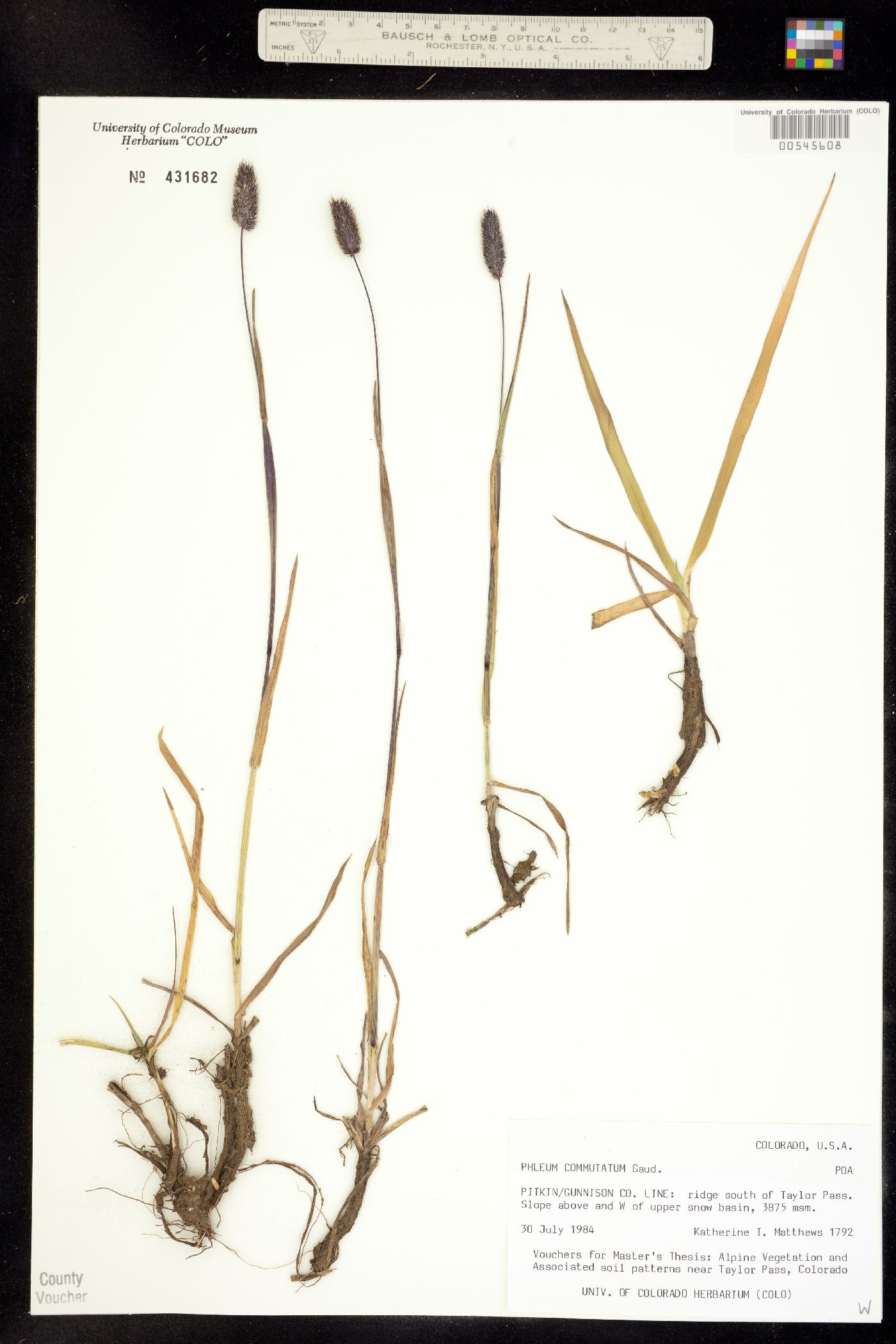 Phleum image