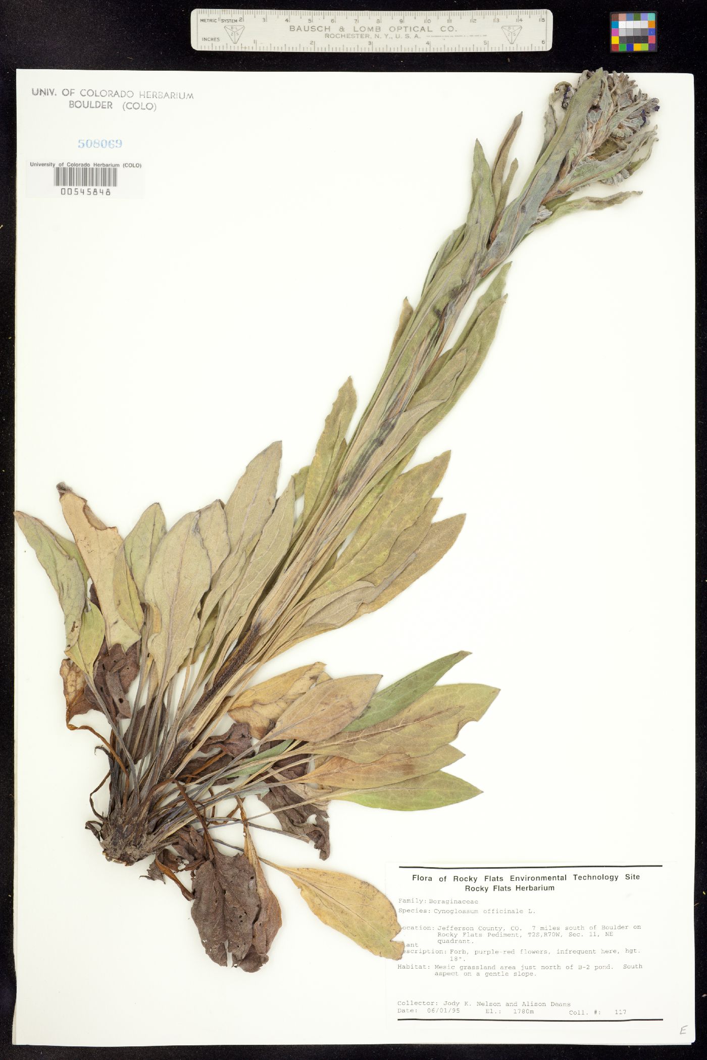 Cynoglossum image