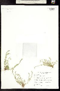 Image of Plagiobothrys scouleri