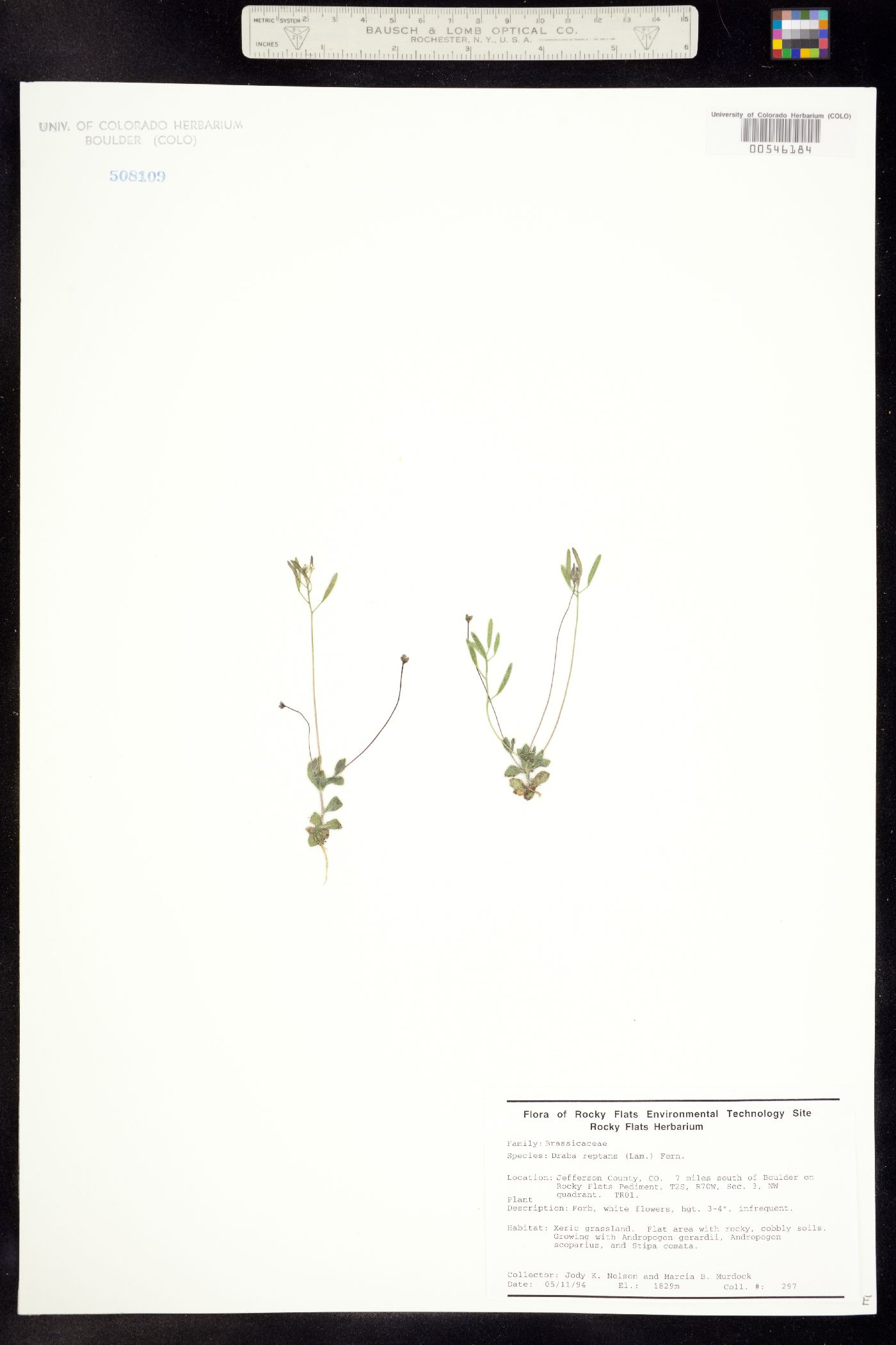 Draba reptans image