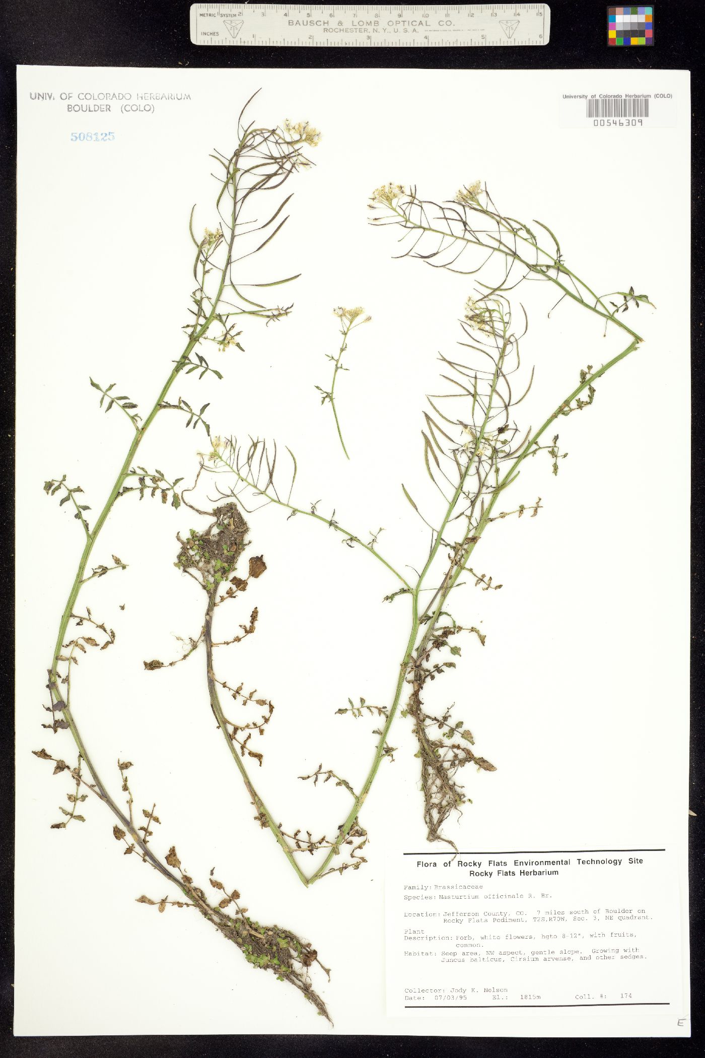 Nasturtium officinale image