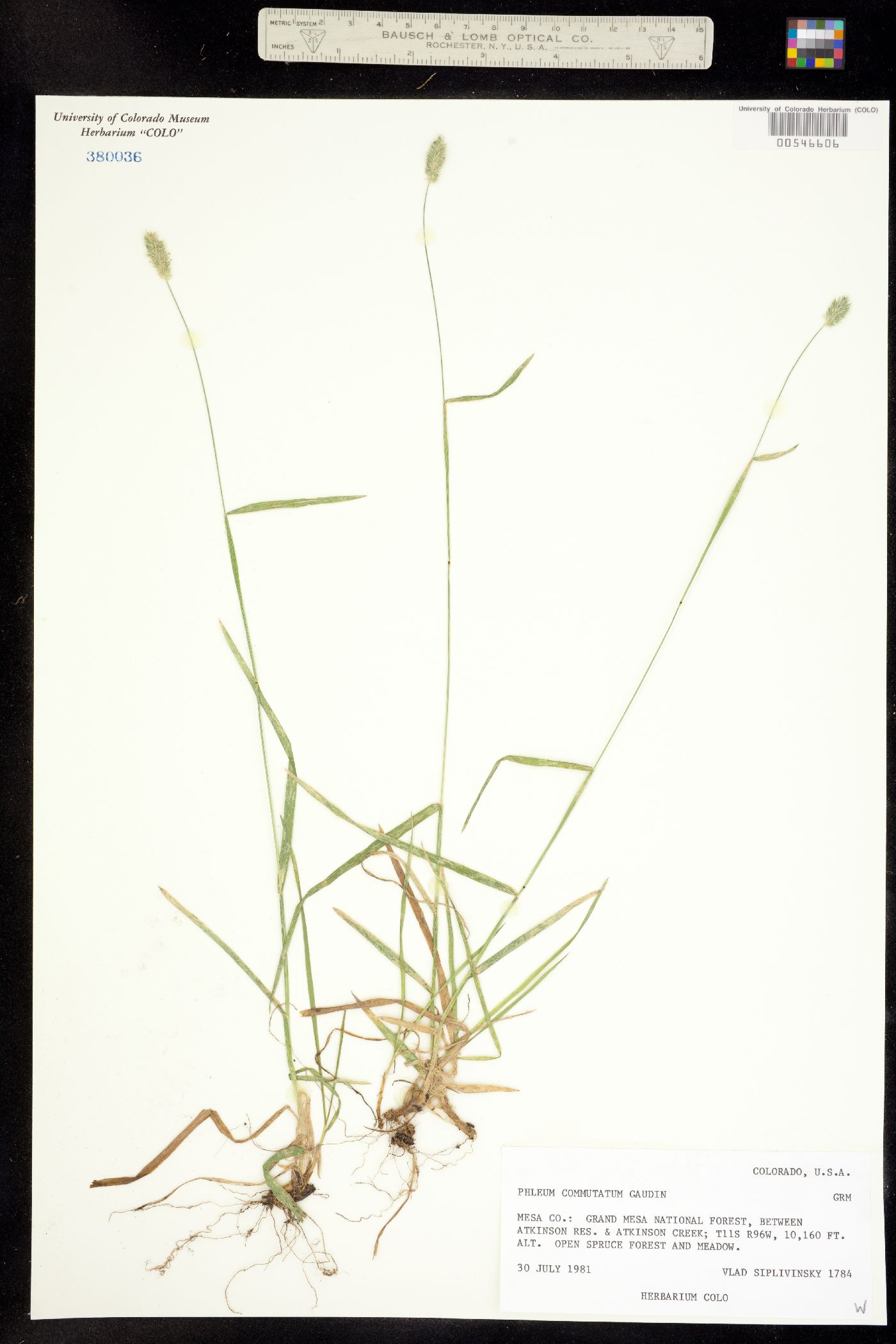 Phleum alpinum image