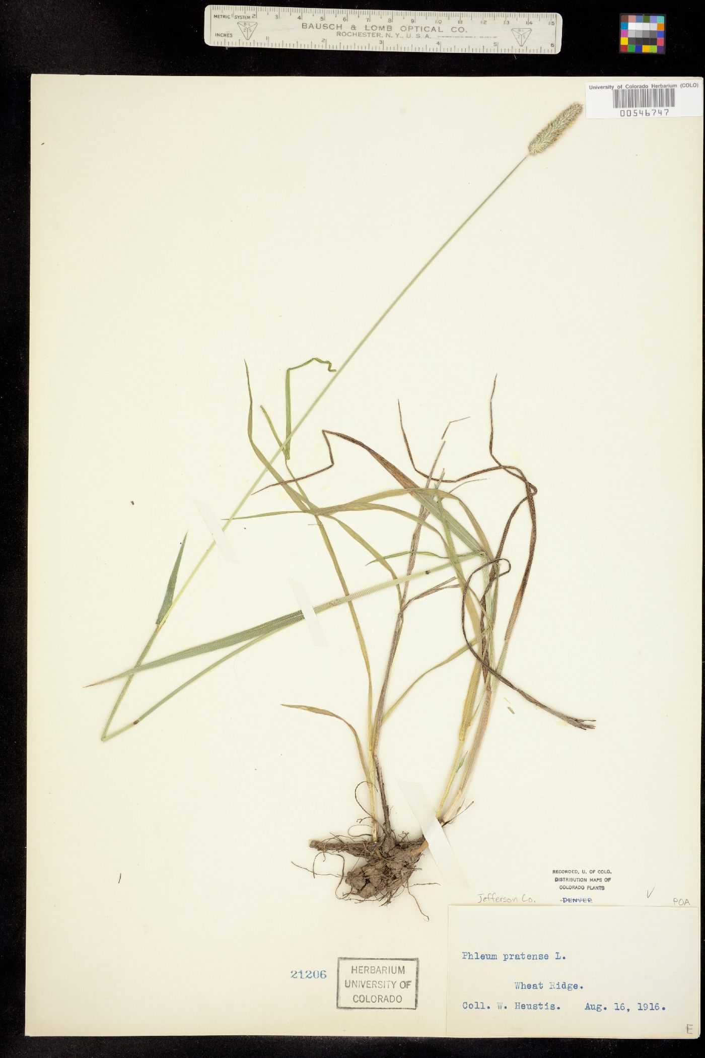 Phleum pratense image