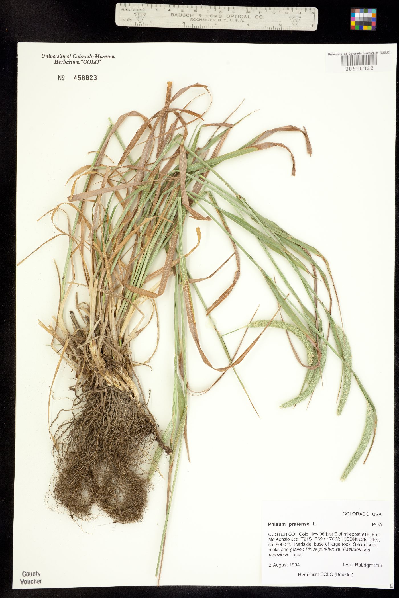 Phleum pratense image
