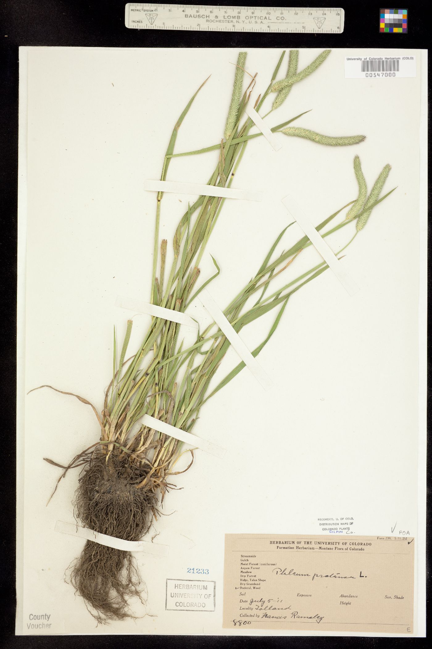 Phleum image