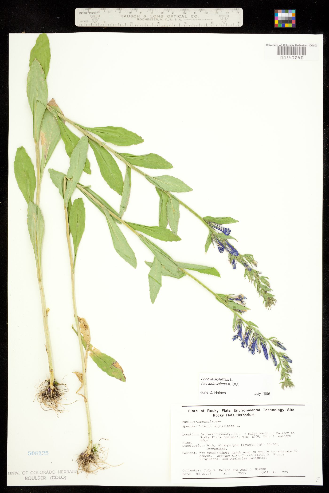 Lobelia siphilitica image