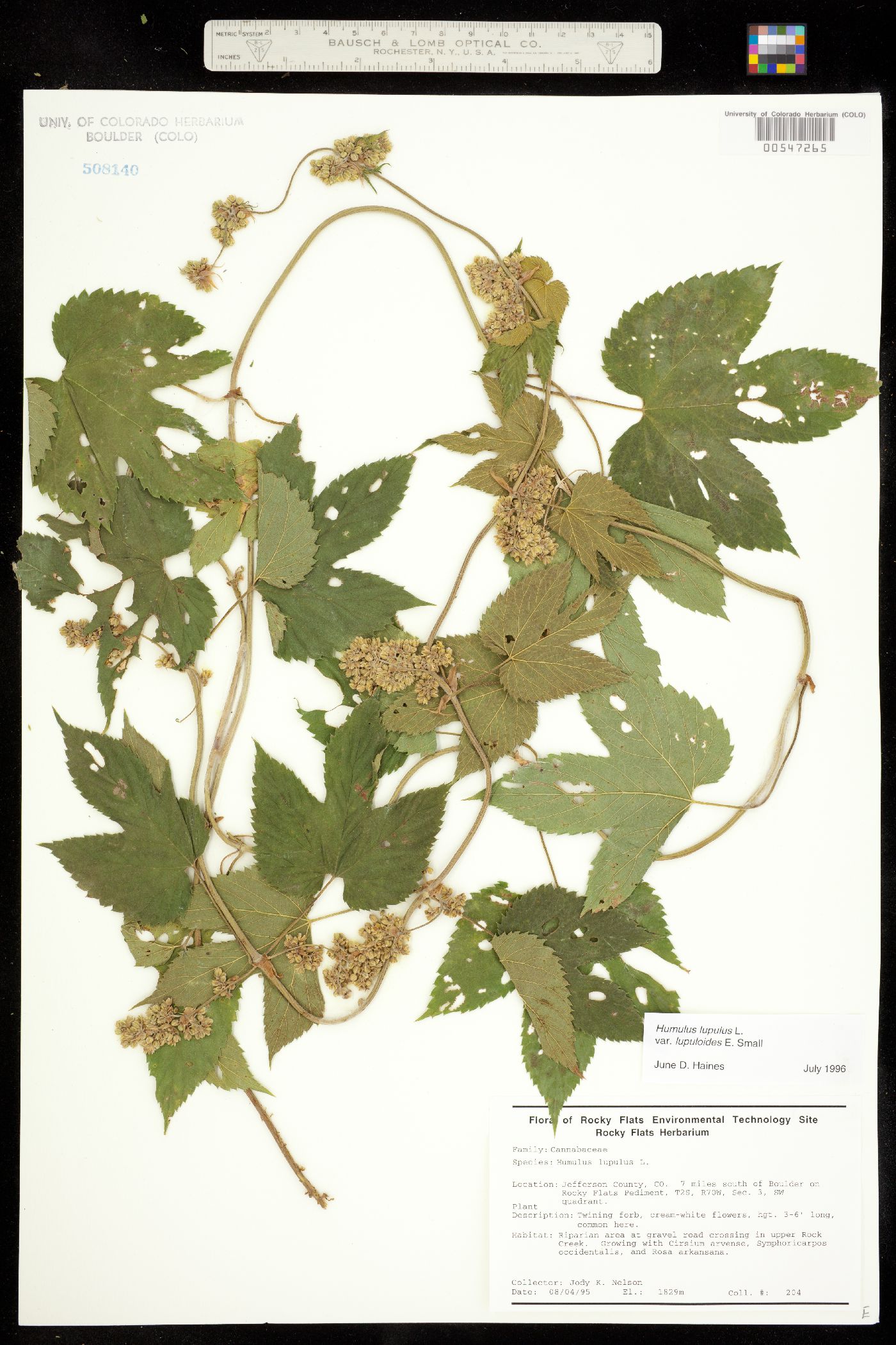 Humulus lupulus image