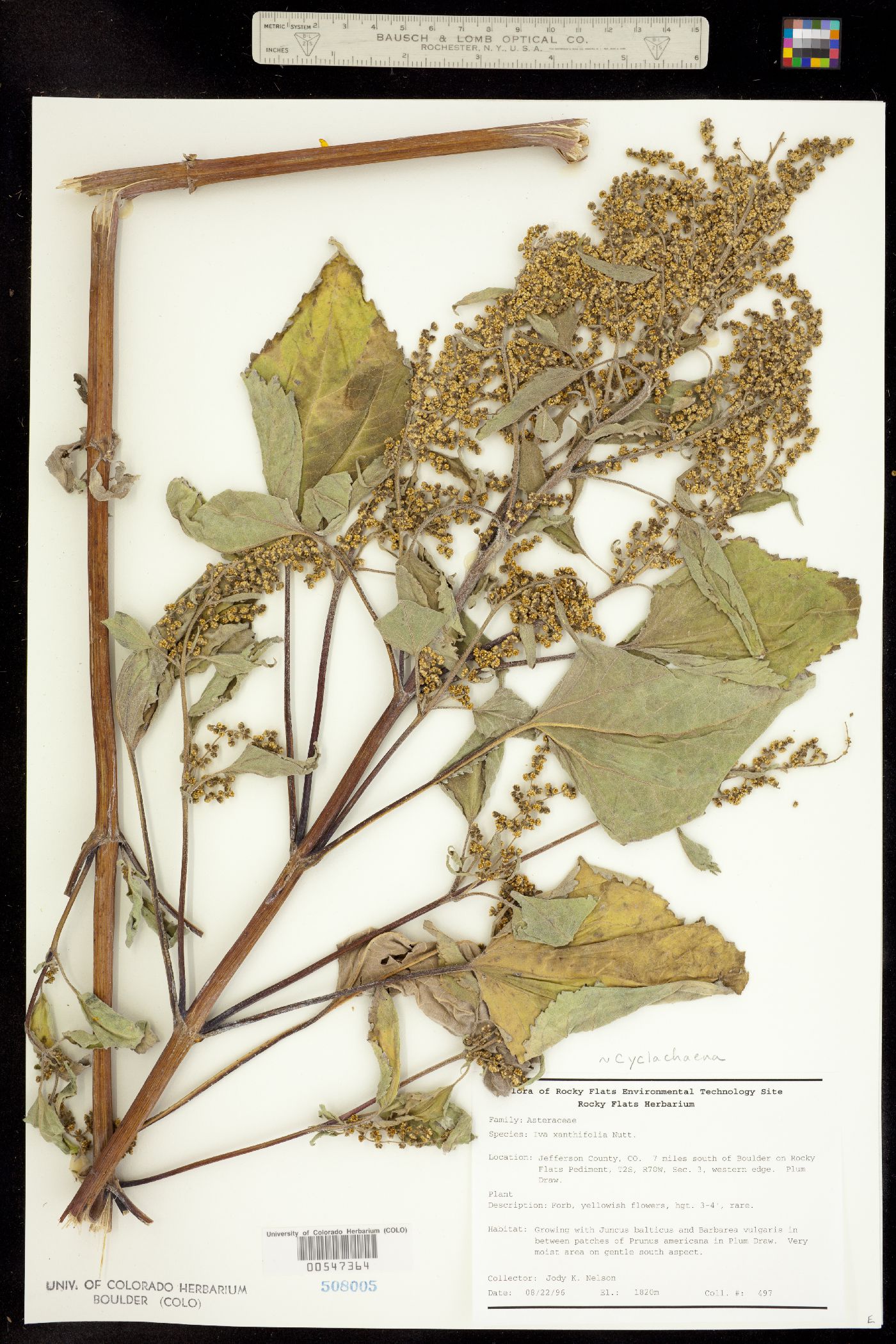 Cyclachaena xanthiifolia image