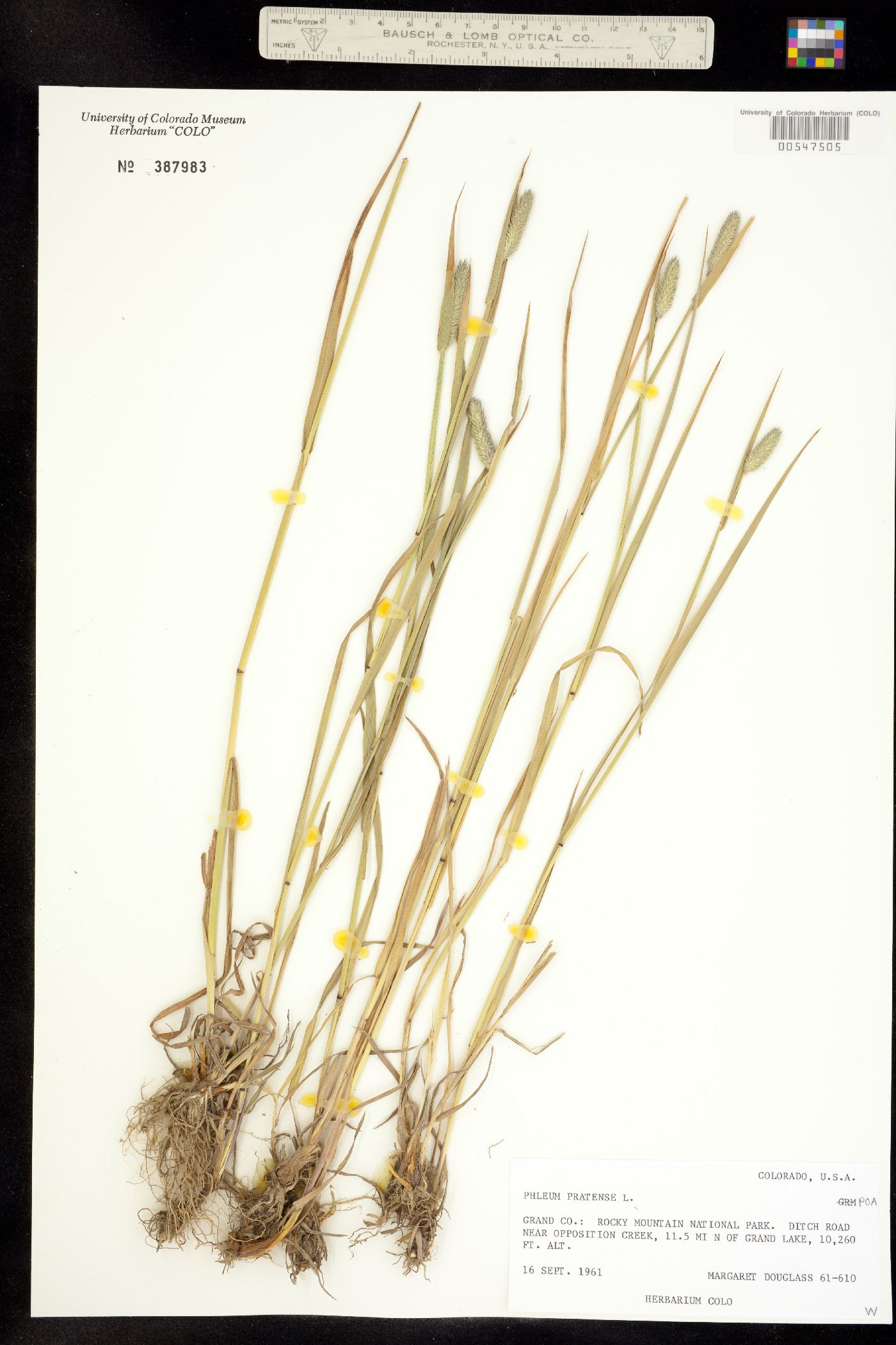 Phleum pratense image
