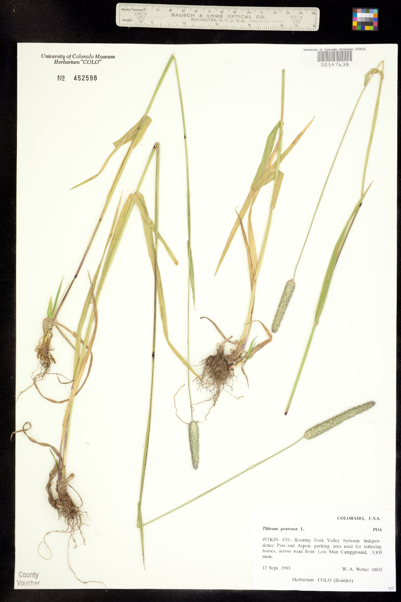 Phleum pratense image