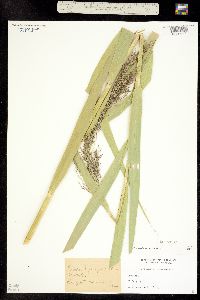 Phragmites australis image