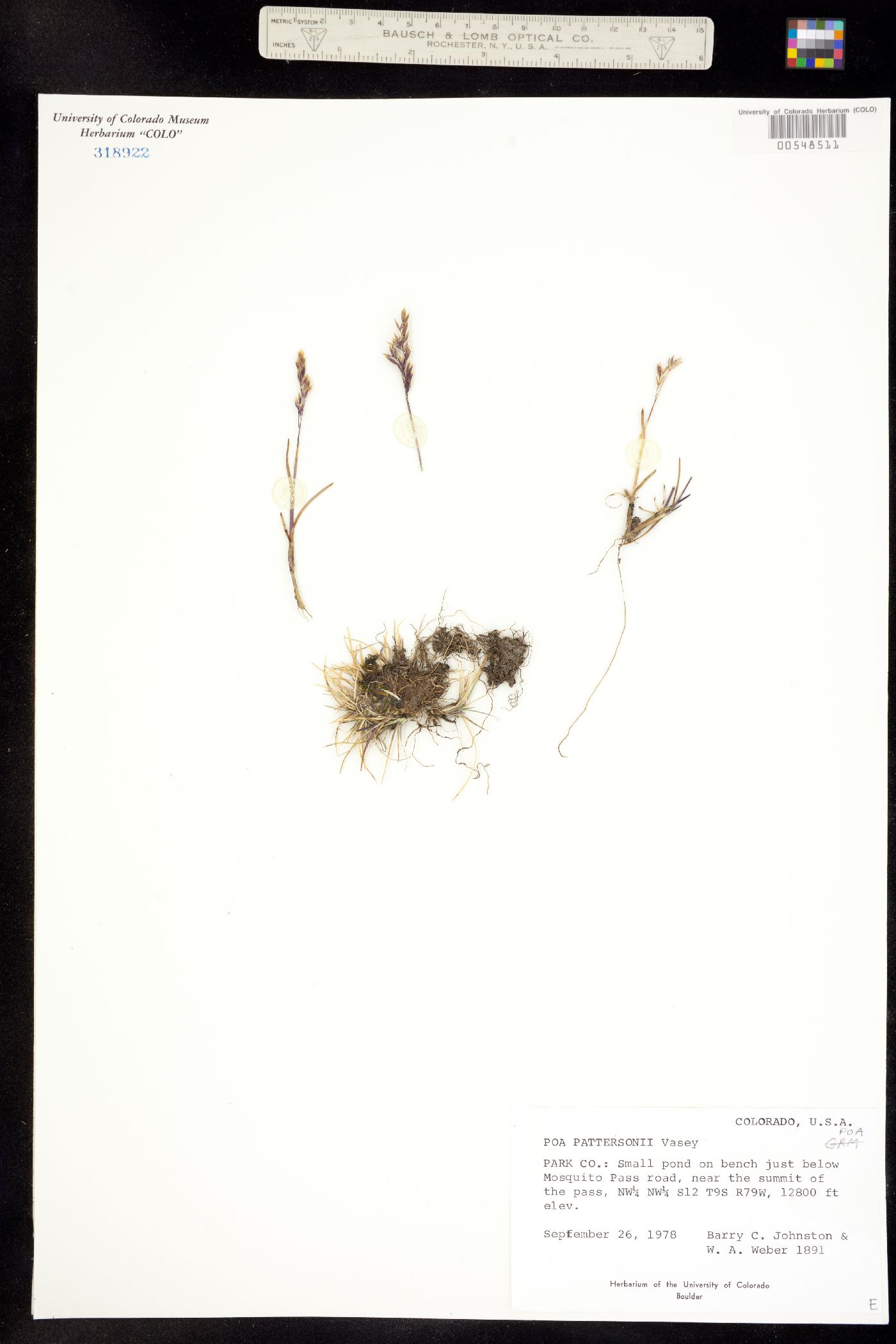 Poa abbreviata ssp. pattersonii image