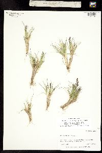 Poa abbreviata ssp. pattersonii image