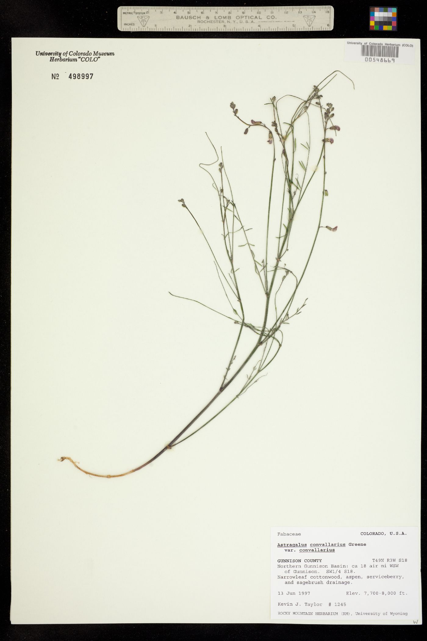 Astragalus convallarius var. convallarius image