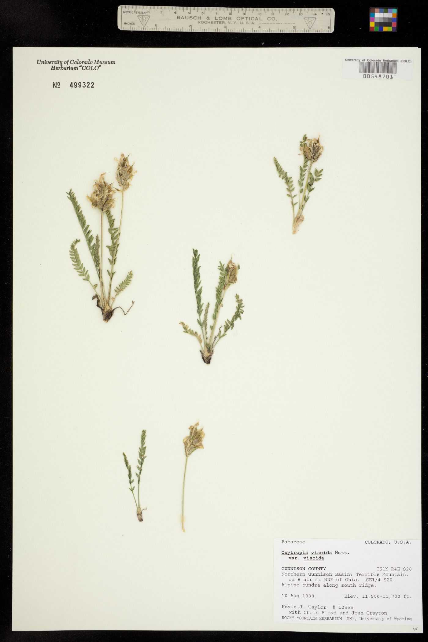 Oxytropis borealis var. viscida image