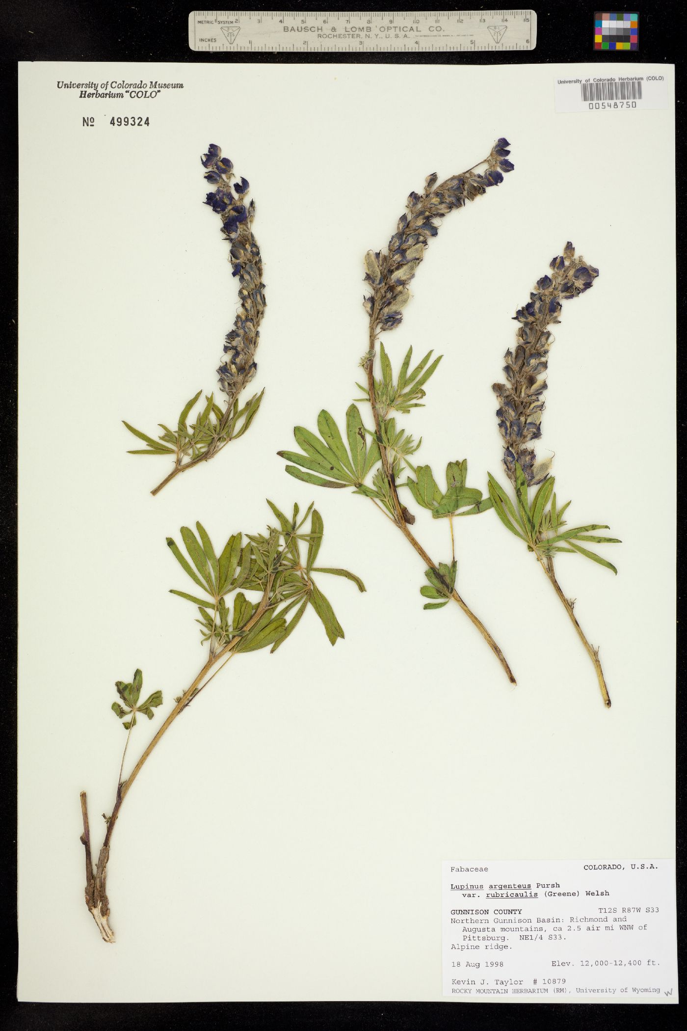 Lupinus argenteus image