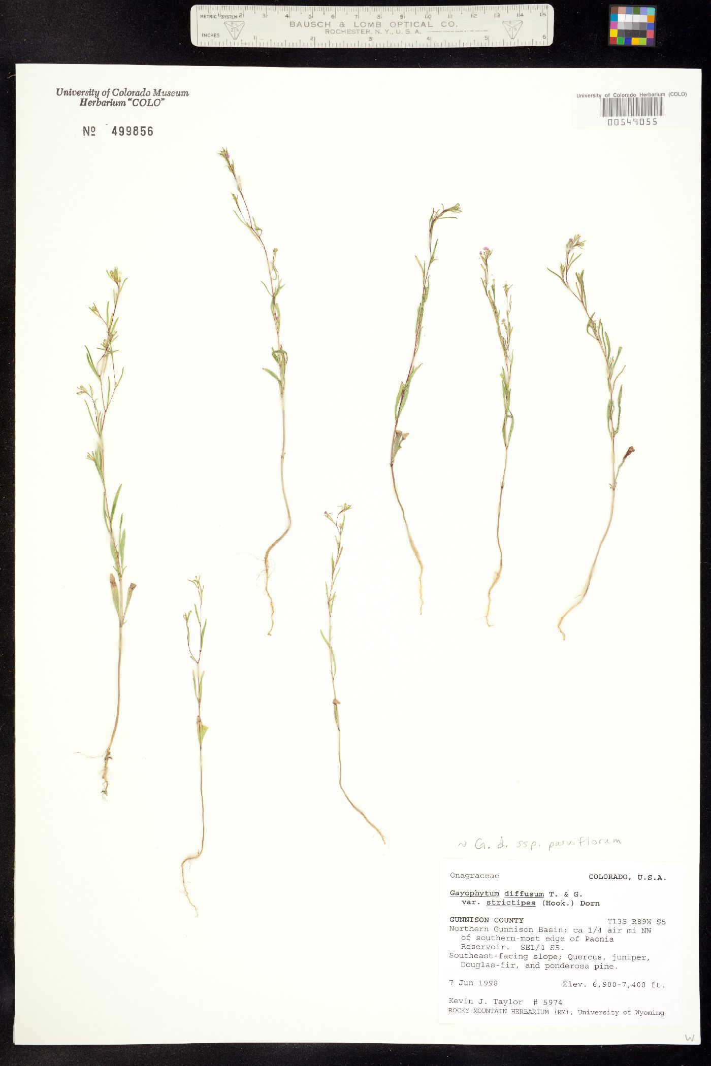 Gayophytum diffusum ssp. parviflorum image