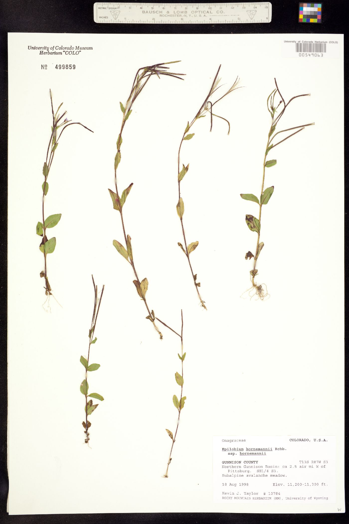 Epilobium hornemannii image