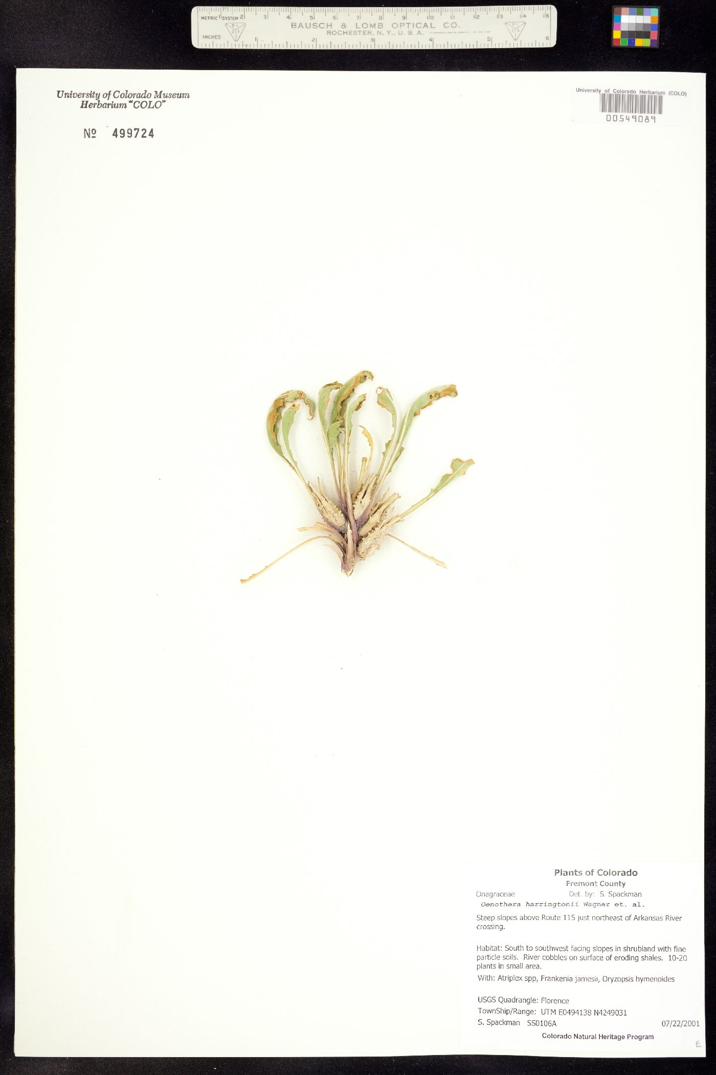 Oenothera harringtonii image