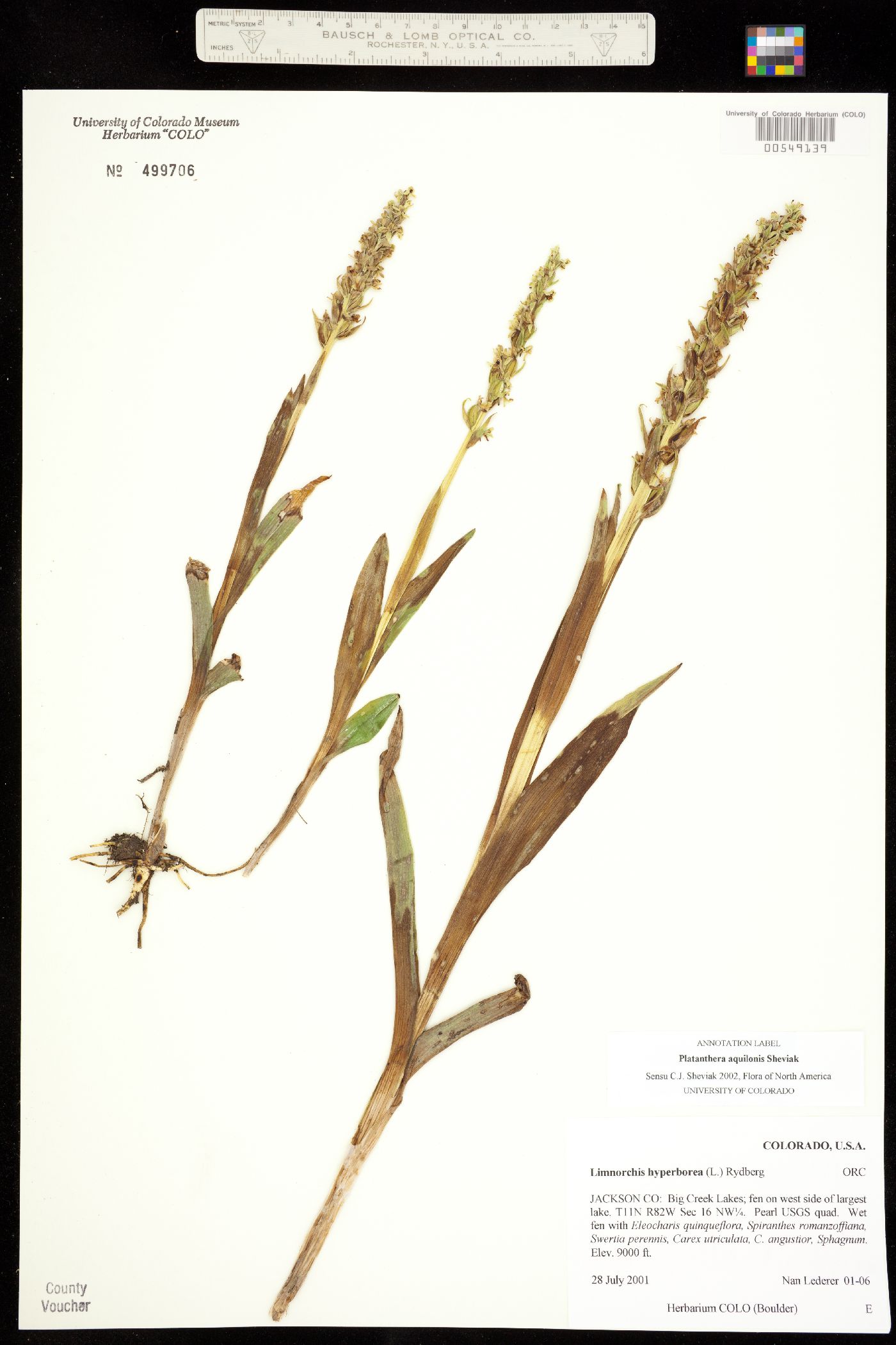 Platanthera image