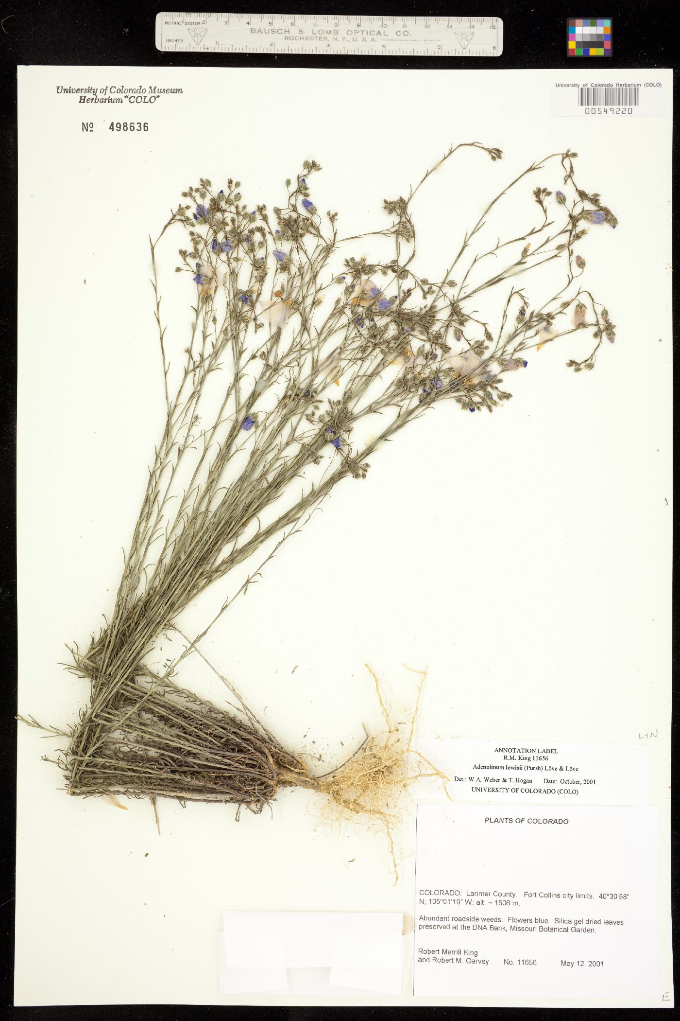 Linum lewisii var. lewisii image