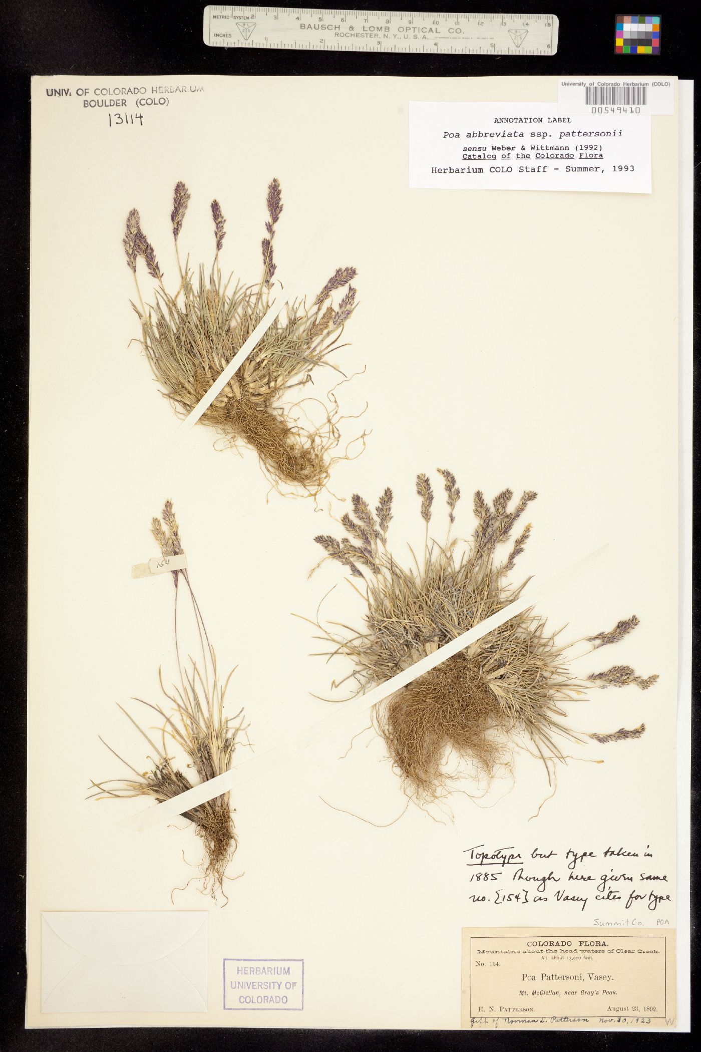 Poa abbreviata ssp. pattersonii image