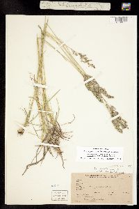 Poa pratensis ssp. agassizensis image
