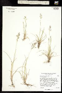 Poa pratensis ssp. agassizensis image